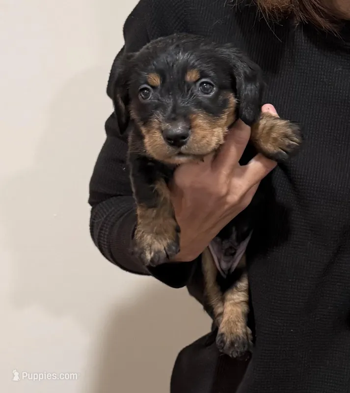 Male Black and Tan – Dachshund puppy for sale in Murfreesboro, TN