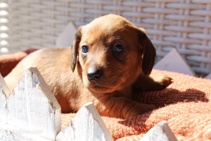 Red Shaded  – Dachshund puppy for sale in Murfreesboro, TN