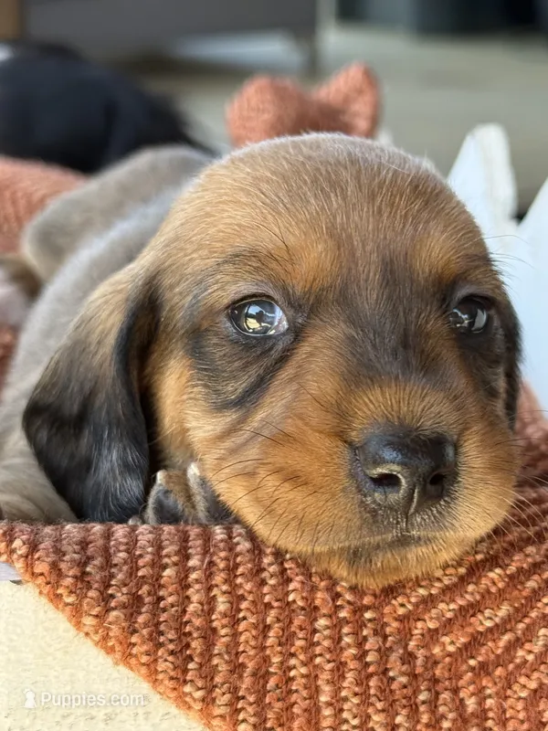 Shaded Red Female Dapple – Dachshund puppy for sale in Murfreesboro, TN