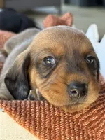 Shaded Red Female Dapple, a female Dachshund for sale in Murfreesboro, TN – 1 of 4