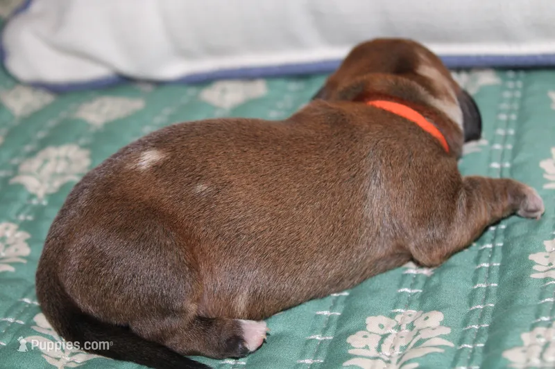 Shaded Red Dapple – Dachshund puppy for sale in Murfreesboro, TN