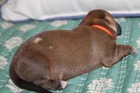 Shaded Red Dapple, a female Dachshund for sale in Murfreesboro, TN – 1 of 2