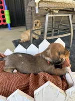 Shaded Red Female Dapple, a female Dachshund for sale in Murfreesboro, TN – 4 of 4