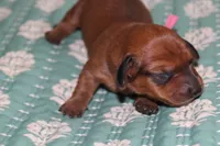 Red Shaded , a female Dachshund for sale in Murfreesboro, TN – 2 of 3