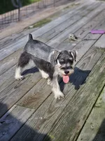 Cassy, a female Miniature Schnauzer for sale in Central, AR – 8 of 9