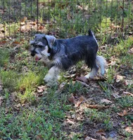 Fritz, a male Miniature Schnauzer for sale in Central, AR – 3 of 5