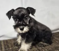 Lily, a female Miniature Schnauzer for sale in Central, AR – 3 of 5