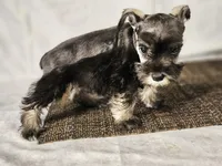 Charlie , a male Miniature Schnauzer for sale in Central, AR – 5 of 5