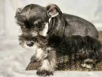 Charlie , a male Miniature Schnauzer for sale in Central, AR – 4 of 5