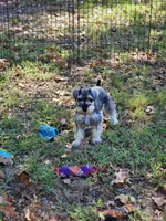 Finn, a male Miniature Schnauzer for sale in Central, AR – 5 of 5