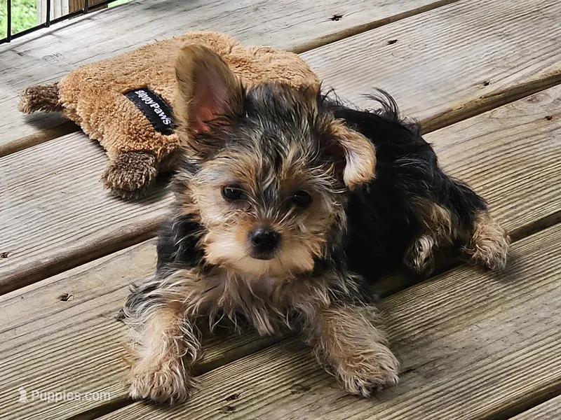 Lexi – Yorkshire Terrier puppy for sale in Central, AR