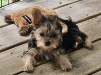 Lexi, a female Yorkshire Terrier for sale in Central, AR – 1 of 5