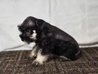 Lily, a female Miniature Schnauzer for sale in Central, AR – 5 of 5