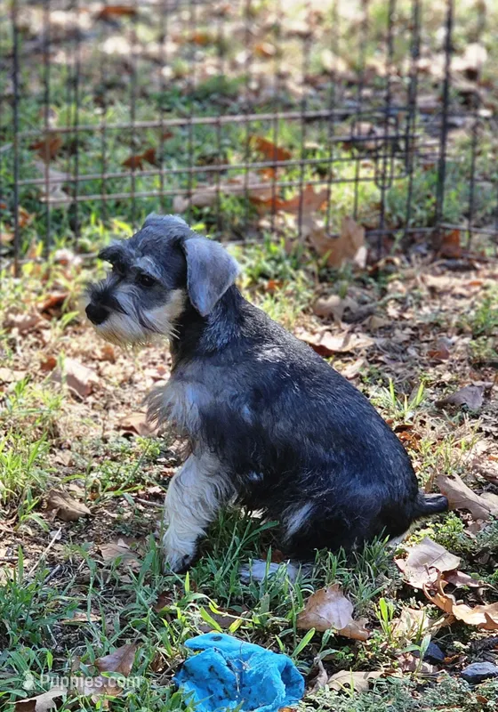 Fritz – Miniature Schnauzer puppy for sale in Central, AR