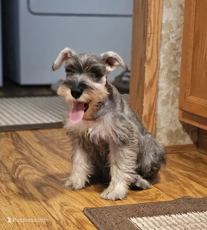 Misty – Miniature Schnauzer puppy for sale in Central, AR