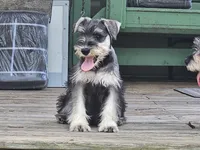 Cassy, a female Miniature Schnauzer for sale in Central, AR – 6 of 9