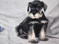 Gus, a male Miniature Schnauzer for sale in Central, AR – 1 of 5