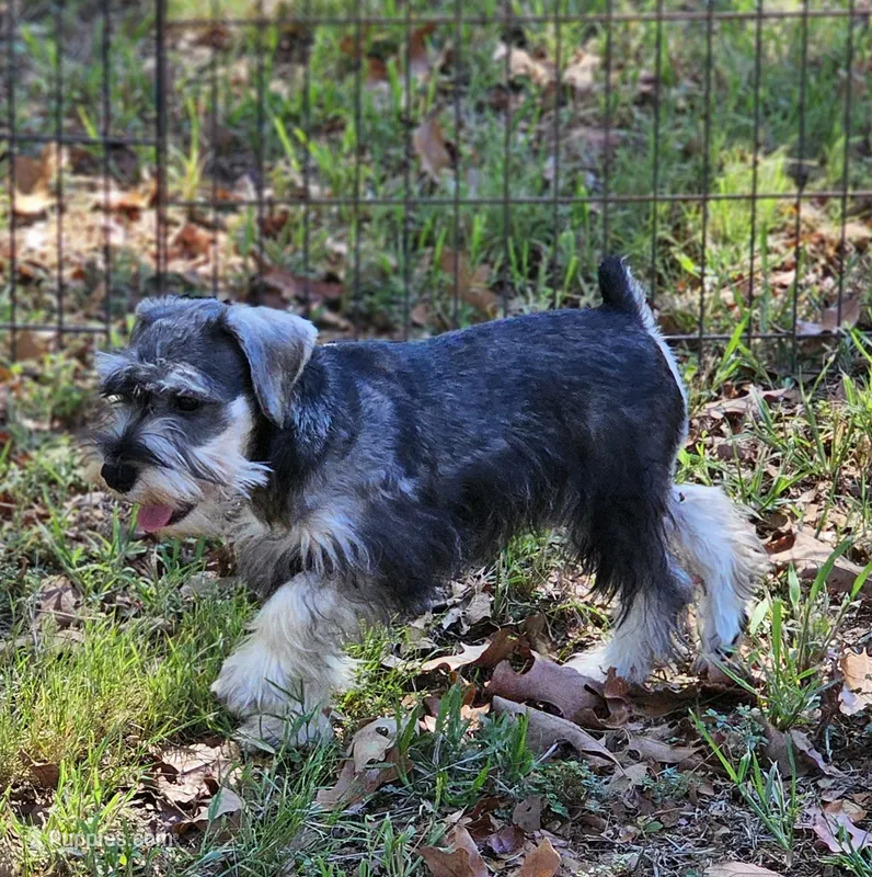 Fritz – Miniature Schnauzer puppy for sale in Central, AR