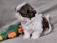 Piper, a female Shih Tzu for sale in Central, AR – Photo 3 of 5