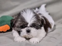Piper, a female Shih Tzu for sale in Central, AR – Photo 5 of 5