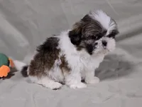 Piper, a female Shih Tzu for sale in Central, AR – Photo 2 of 5