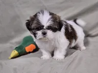 Piper, a female Shih Tzu for sale in Central, AR – Photo 1 of 5