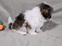 Piper, a female Shih Tzu for sale in Central, AR – Photo 4 of 5