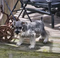 Misty, a female Miniature Schnauzer for sale in Central, AR – 7 of 8