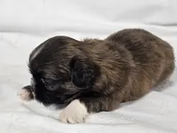 Honeybun, a female Shih Tzu for sale in Central, AR – 4 of 7