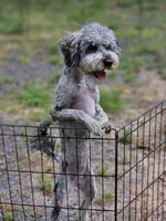 Sassy Girl, a female Poodle - Miniature  for sale in Central, AR – Photo 3 of 5