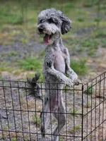 Sassy Girl, a female Poodle - Miniature  for sale in Central, AR – Photo 2 of 5