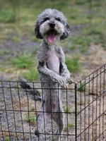 Sassy Girl, a female Poodle - Miniature  for sale in Central, AR – Photo 1 of 5