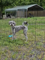 Sassy Girl, a female Poodle - Miniature  for sale in Central, AR – Photo 5 of 5