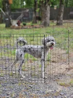 Sassy Girl, a female Poodle - Miniature  for sale in Central, AR – Photo 4 of 5
