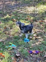 Fritz, a male Miniature Schnauzer for sale in Central, AR – 5 of 5