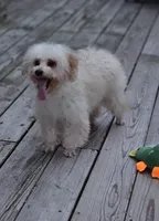 Jessie, a male Poodle - Toy  for sale in Central, AR – Photo 7 of 9