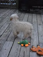 Jessie, a male Poodle - Toy  for sale in Central, AR – Photo 9 of 9