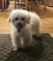 Jessie, a male Poodle - Toy  for sale in Central, AR – Photo 3 of 9