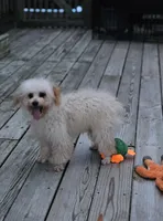 Jessie, a male Poodle - Toy  for sale in Central, AR – Photo 8 of 9