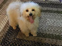 Jessie, a male Poodle - Toy  for sale in Central, AR – Photo 6 of 9