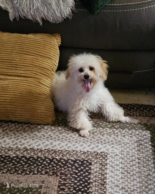 Jessie, a male Poodle - Toy  for sale in Central, AR – Photo 1 of 9