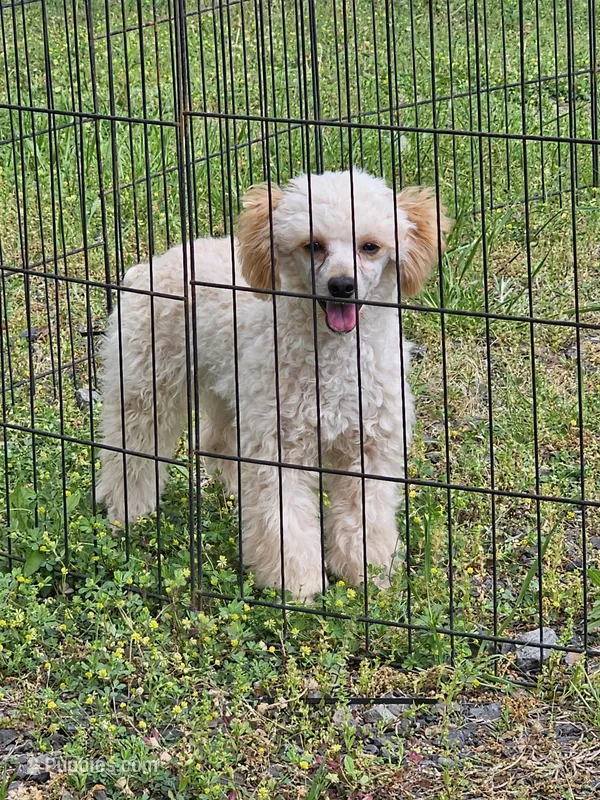 Jessie – Poodle - Toy  puppy for sale in Central, AR
