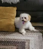 Jessie, a male Poodle - Toy  for sale in Central, AR – Photo 2 of 9