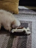 Jessie, a male Poodle - Toy  for sale in Central, AR – Photo 4 of 9