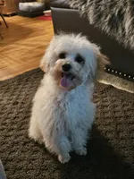Jessie, a male Poodle - Toy  for sale in Central, AR – Photo 5 of 9