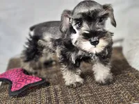 Ella, a female Miniature Schnauzer for sale in Central, AR – 5 of 6