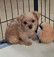 Dusty, a male Yorkshire Terrier for sale in Central, AR – 3 of 4