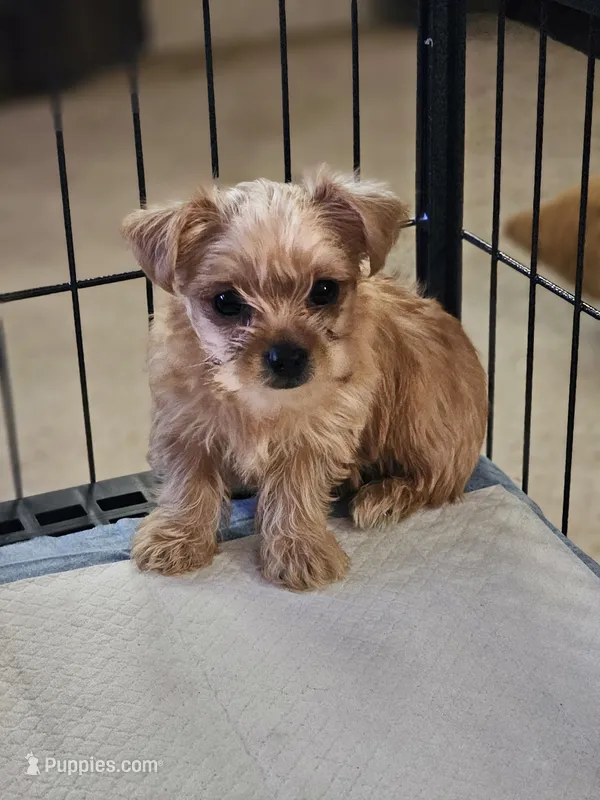 Dusty, a male Yorkshire Terrier for sale in Central, AR – 1 of 4