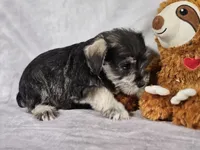 LILLY, a female Miniature Schnauzer for sale in Central, AR – Photo 3 of 3