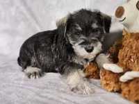 LILLY, a female Miniature Schnauzer for sale in Central, AR – Photo 1 of 3